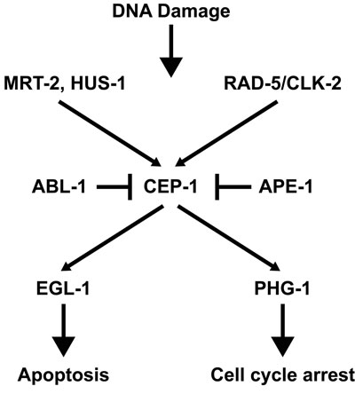 Genes involved in the germline DNA damage-induced
            checkpoints  figure 1