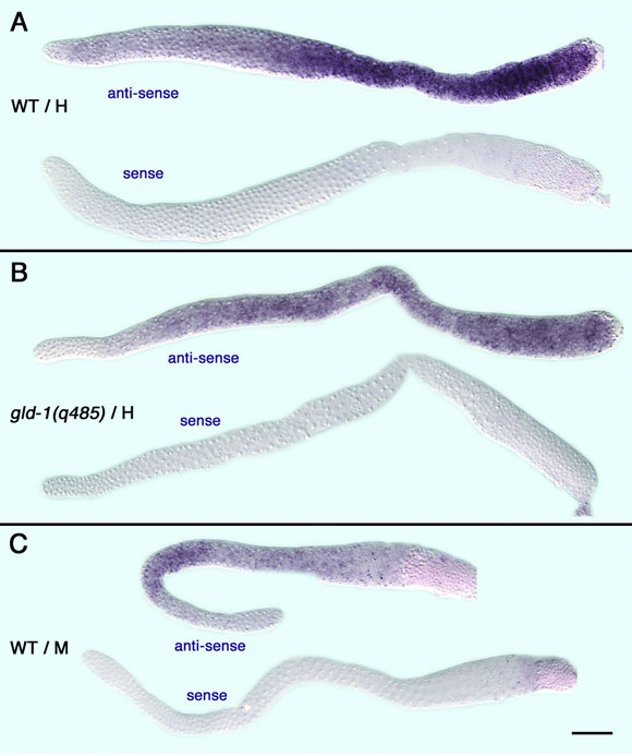 Gemline RNA in situ hybridization with an anti-sense and a sense probes figure 1