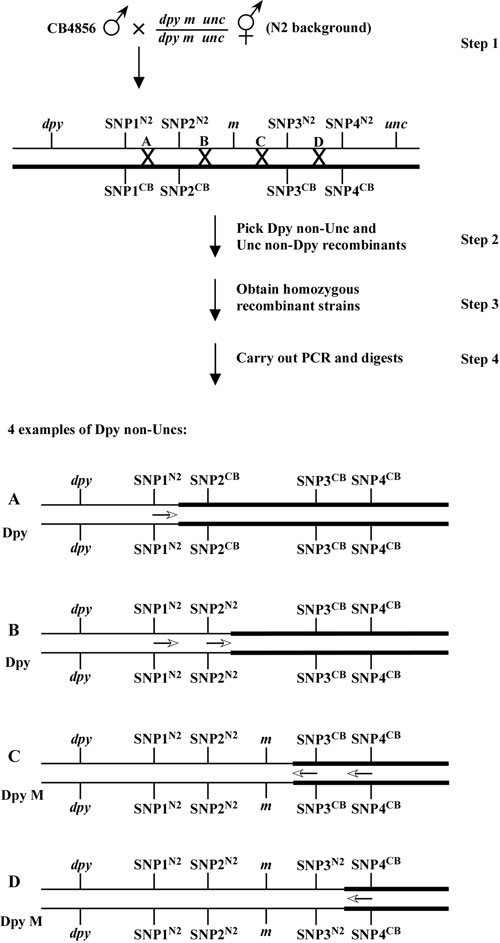  SNPs: three-point mapping Figure 5-2