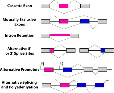 Types of alternative splicing Figure 1
