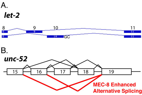  Alternative splicing regulation in C. elegansgenes figure 4