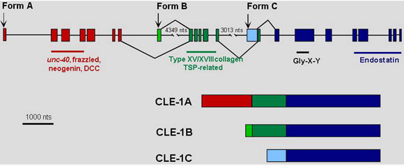 Structure of the cle-1 and protein isoforms