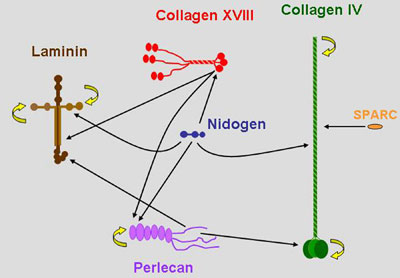 Interactions of major basement membrane molecules Figure 2