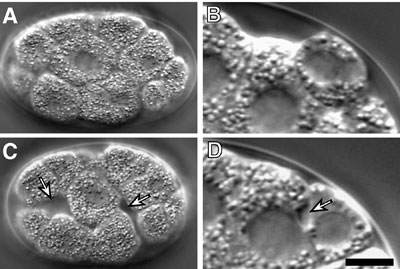  Embryos expressing the hybrid PAR-3 protein (par-3(ZF1) embryos) figure 3