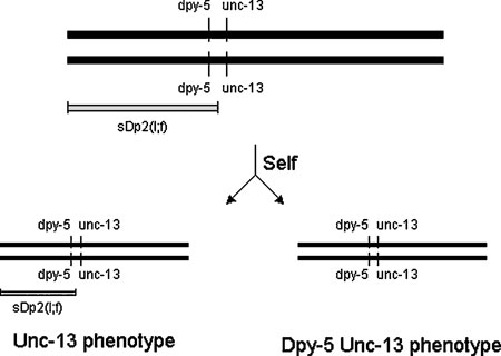 Diagram of genotype of the reference sDp2 strain, showing progeny genotypes and phenotypes that result from selfing figure 3