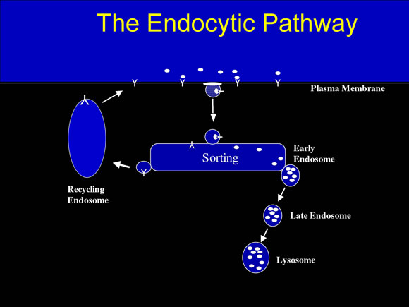 General model of the endocytic pathway
