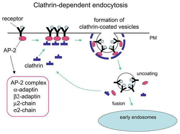 Mechanism of clathrin-dependent endocytosase fig2