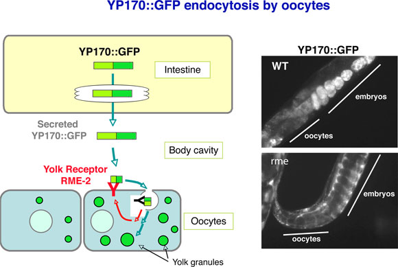 YP17::GFP endocytosis by oocytes fig3