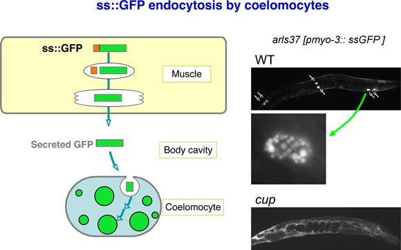 GFP endocytosis by coelomocytes