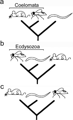 The three hypotheses for the relationships of three model organisms Figure 1