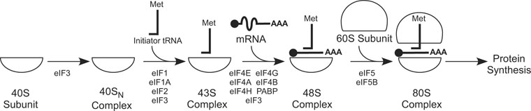  WormBook Mechanism and Regulation of Translation in C. elegans figure 1