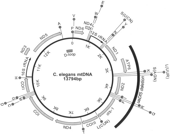  Mitochondrial genome figure 1