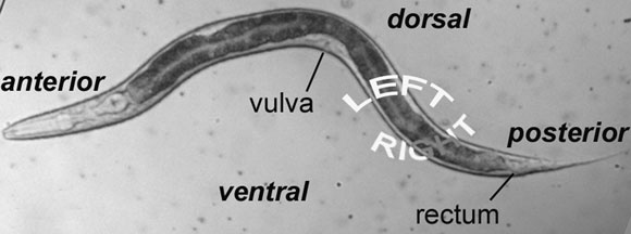  An L4 hermaphrodite lying on its right side.figure 1