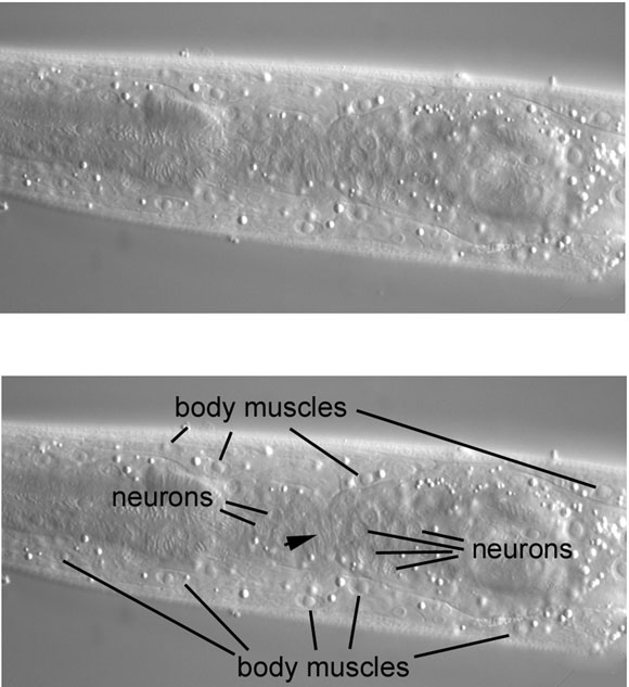 Moderately left, with body muscle and a few of the many neuronal nuclei figure 41