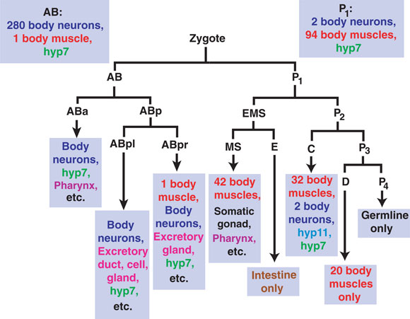 The embryonic progenitors of several cell types in a hermaphrodite figure 5