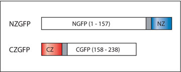 NZGFP-CZGFP Reconstitution figure 11