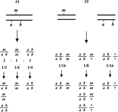 two-point mapping with genetic markers Figure 2-1