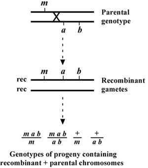 two-point mapping with genetic markers Figure 2-2